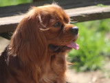 Mâle Cavalier King Charles Spaniel disponible pour saillie