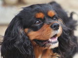 Mâle Cavalier King Charles Spaniel disponible pour saillie