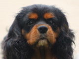 Mâle Cavalier King Charles Spaniel disponible pour saillie
