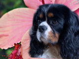 Mâle Cavalier King Charles Spaniel disponible pour saillie