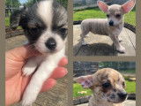 Chiots Chihuahua à vendre