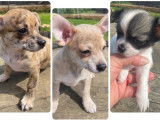 Chiots Chihuahua à vendre