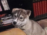 Husky Sibérien disponible pour saillie