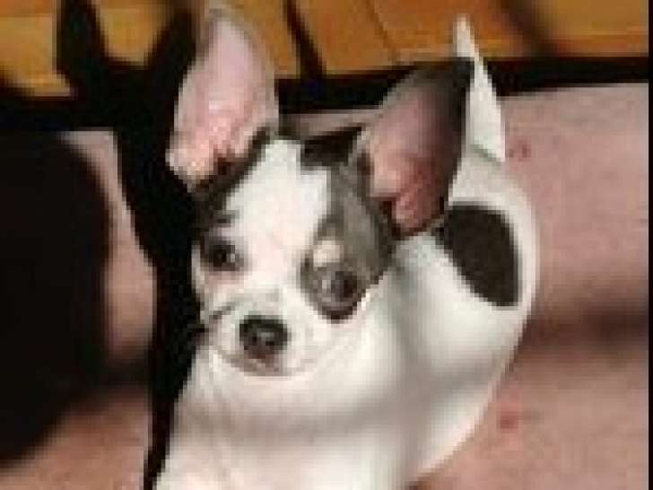 Chihuahua  à vendre