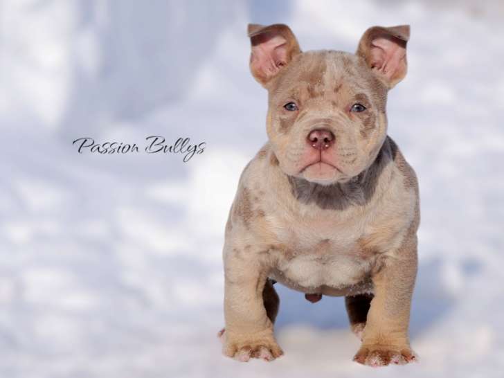 Chiots American Bully disponibles
