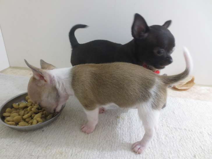 Merveilleux chiots Chihuahua à résever