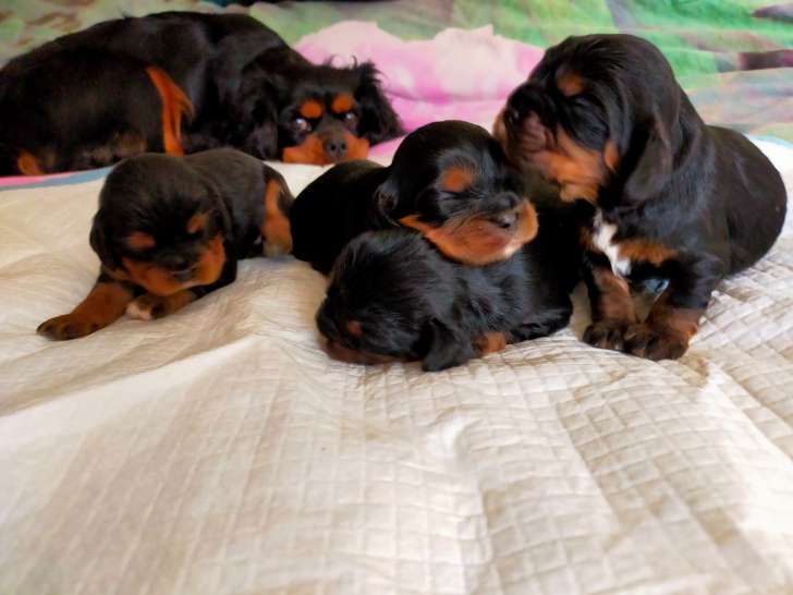 Chiots Cavalier King Charles à vendre