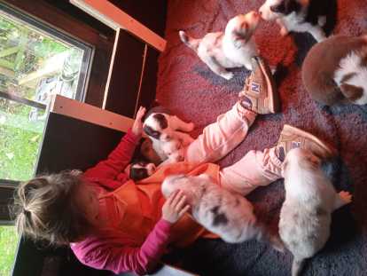 Chiots de race Berger Australien avec pédigrée à vendre