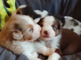 Chiots de race Berger Australien avec pédigrée à vendre