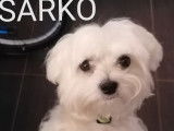 Sarko, Bichon Maltais LOF disponible pour saillie