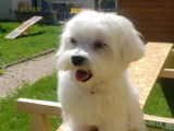 Sarko, Bichon Maltais LOF disponible pour saillie