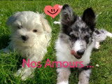 Sarko, Bichon Maltais LOF disponible pour saillie