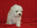 Sarko, Bichon Maltais LOF disponible pour saillie