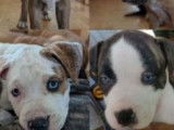 Chiots Pitbull femelles & mâles à vendre