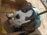 Chiots Pitbull femelles & mâles à vendre