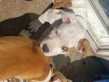 Chiots Pitbull femelles & mâles à vendre