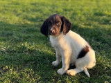 2 chiots mâles Petits Épagneuls de Münster à la vente (LOF)
