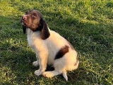 2 chiots mâles Petits Épagneuls de Münster à la vente (LOF)