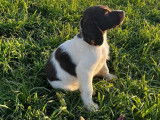 2 chiots mâles Petits Épagneuls de Münster à la vente (LOF)