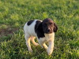 2 chiots mâles Petits Épagneuls de Münster à la vente (LOF)