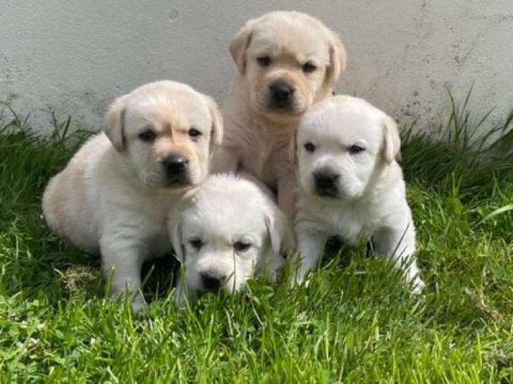 9 chiots Labradors de couleur sable LOF à la réservation