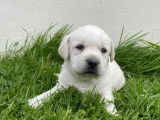 9 chiots Labradors de couleur sable LOF à la réservation