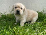 9 chiots Labradors de couleur sable LOF à la réservation