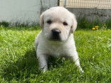 9 chiots Labradors de couleur sable LOF à la réservation