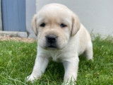 9 chiots Labradors de couleur sable LOF à la réservation