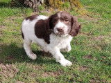 7 chiots English Springers Spaniels à LOF à vendre