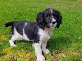 7 chiots English Springers Spaniels à LOF à vendre