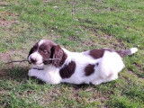 7 chiots English Springers Spaniels à LOF à vendre