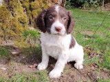 7 chiots English Springers Spaniels à LOF à vendre
