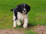 7 chiots English Springers Spaniels à LOF à vendre