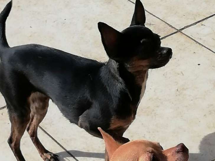 Femelle Chihuahua adulte de 2 ans à vendre