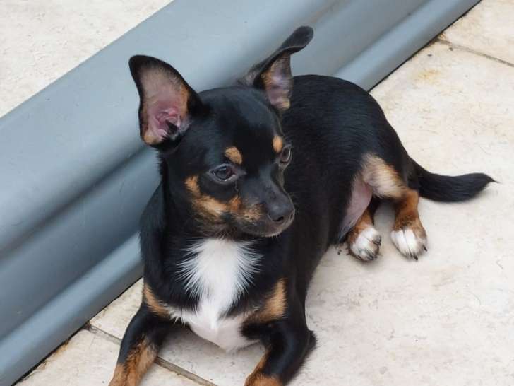 Dernier chiot Chihuahua mâle court sur pattes en ordre pour 1 an  à vendre