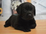 À réserver : 6 chiots Labradors noirs LOF