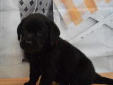 À réserver : 6 chiots Labradors noirs LOF