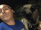 Anasse, Malinois à adopter