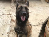 Anasse, Malinois à adopter