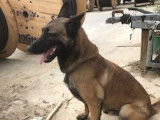 Anasse, Malinois à adopter