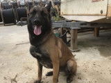 Anasse, Malinois à adopter