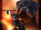 À réserver : 5 chiots Rottweilers LOF noir et feu