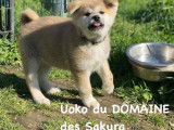 Chiot mâle Akita Inu roux LOF à vendre