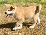 Chiot mâle Akita Inu roux LOF à vendre
