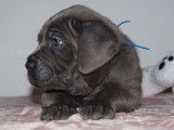 7 chiots Cane Corso LOF à réserver
