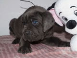 7 chiots Cane Corso LOF à réserver