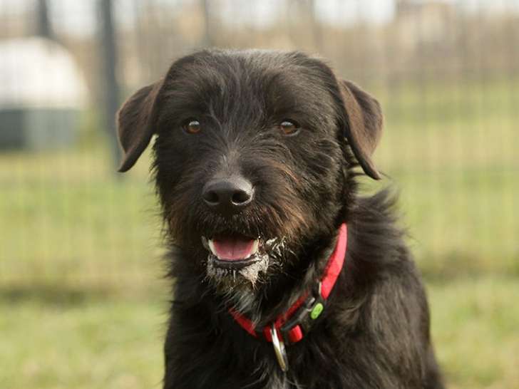 Chien de 3 ans à adopter