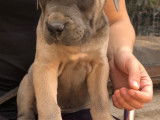 Chiots Cane Corso LOF froment &agrave; vendre