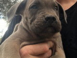 Chiots Cane Corso LOF froment &agrave; vendre